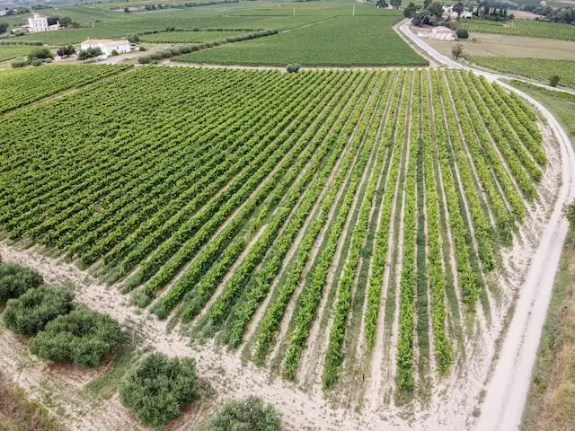 Camp de vinyes a la zona de l'alt penedès vistes amb una foto de dron